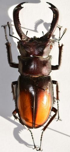 Hexarthrius parryi deyrollei